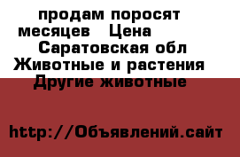 продам поросят 5 месяцев › Цена ­ 4 000 - Саратовская обл. Животные и растения » Другие животные   